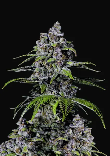 Purple Lemonade FF