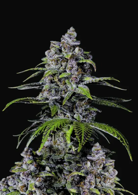 Purple Lemonade FF