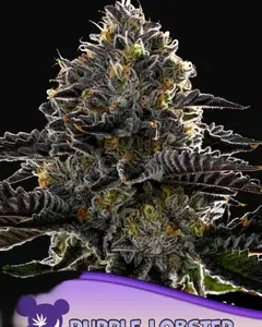 Purple Lobster