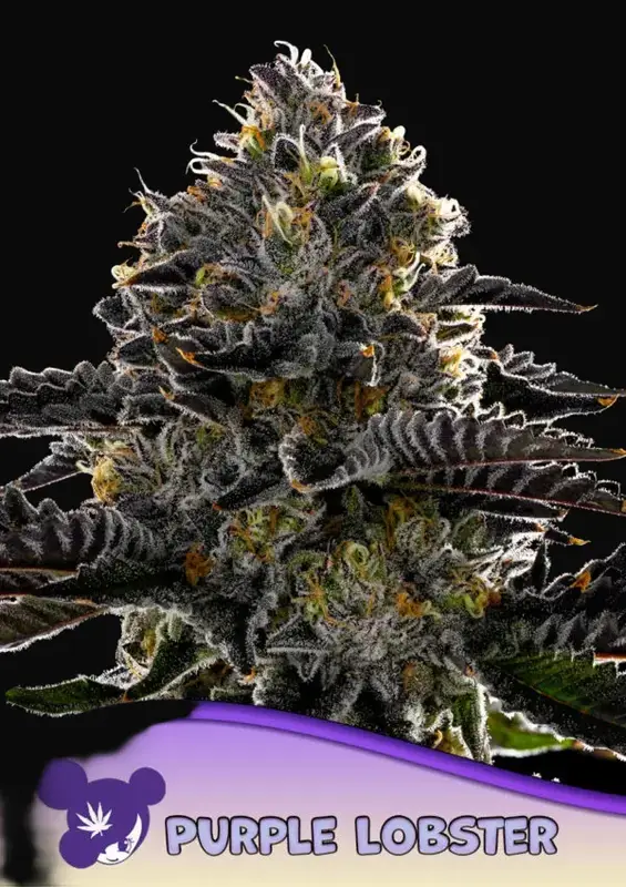 Purple Lobster