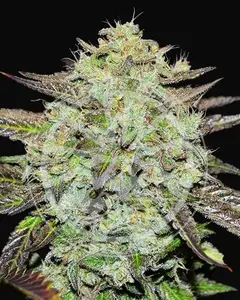 Purple Mango Kush