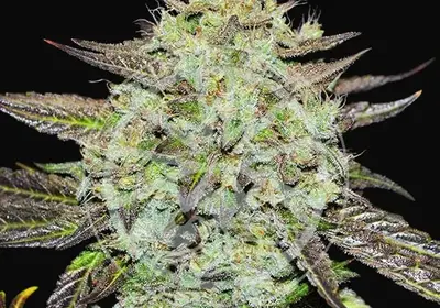 Purple Mango Kush