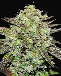 Purple Mango Kush Early Version