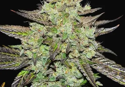 Purple Mango Kush Early Version