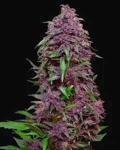 Purple Mazar Auto