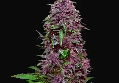 Purple Mazar Auto