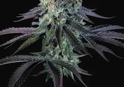 Purple Mints