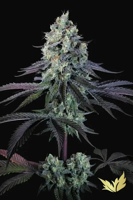 Purple Mints