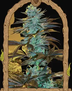 Purple Monkey Auto