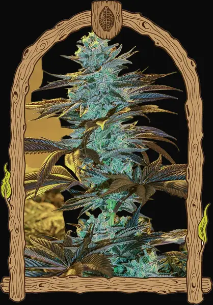Purple Monkey Auto