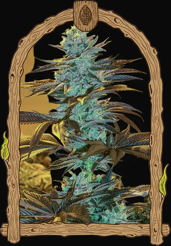Purple Monkey Auto