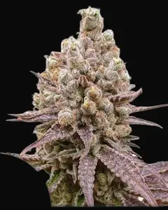 Purple OG Punch