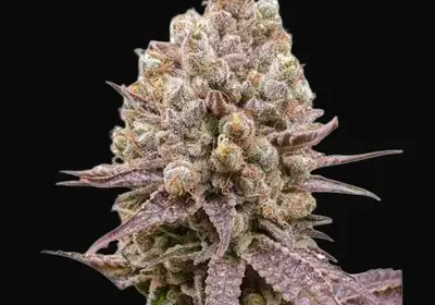 Purple OG Punch