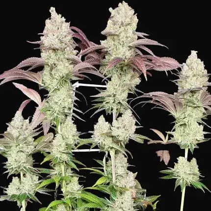 Purple OG Punch — zdjęcie 4