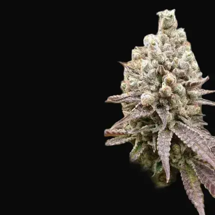 Purple OG Punch — zdjęcie 3