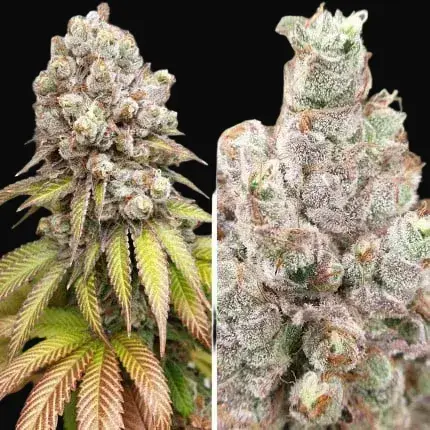 Purple OG Punch — zdjęcie 5