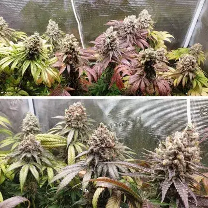 Purple OG Punch — zdjęcie 2