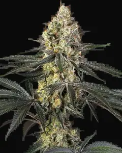 Purple Papaya Paradise Feminized