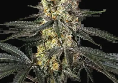 Purple Papaya Paradise Feminized