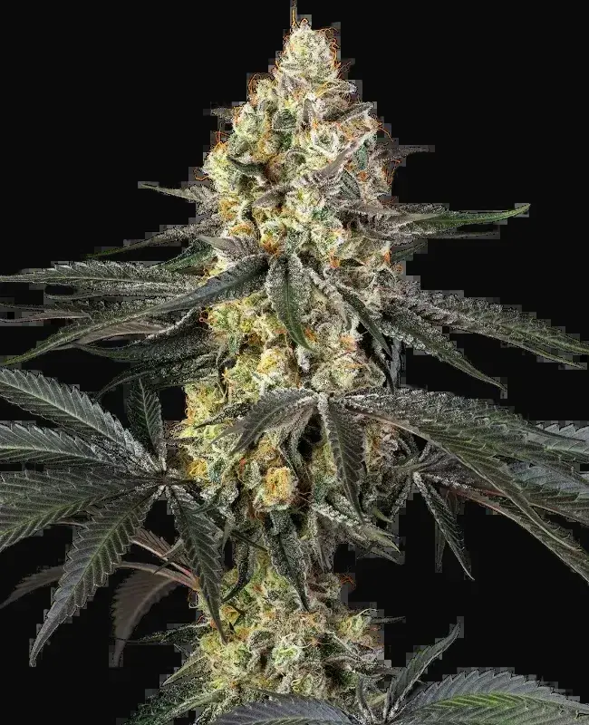 Purple Papaya Paradise Feminized
