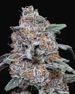 Purple People Eater Auto