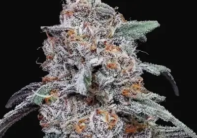 Purple People Eater Auto