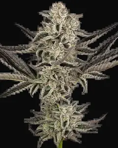 Purple Pickle Auto