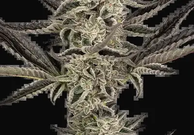 Purple Pickle Auto