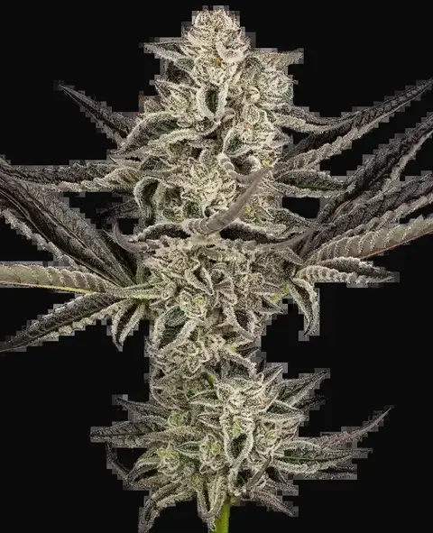 Purple Pickle Auto