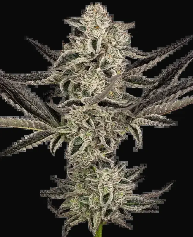 Purple Pickle Auto