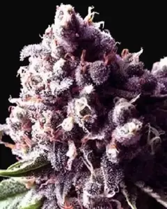 Purple Pinecone