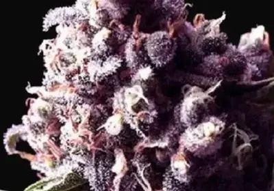 Purple Pinecone