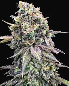 Purple Punch