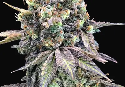 Purple Punch