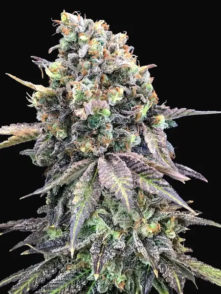 Purple Punch