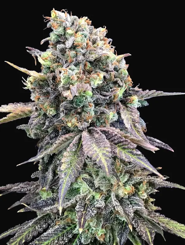Purple Punch