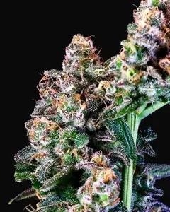 Purple Punch