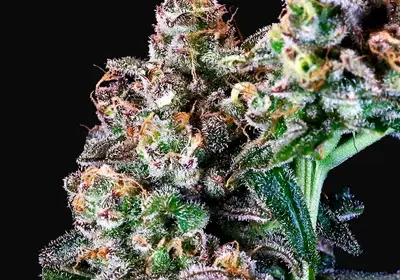 Purple Punch