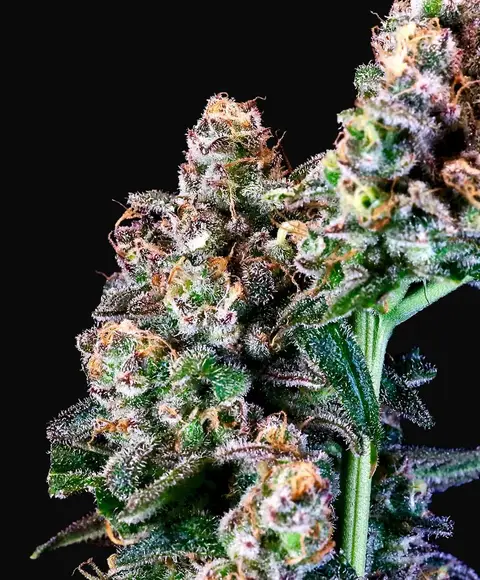 Purple Punch