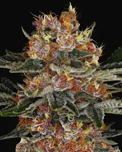 Purple Punch Auto