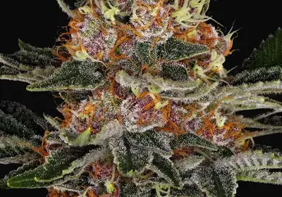 Purple Punch Auto
