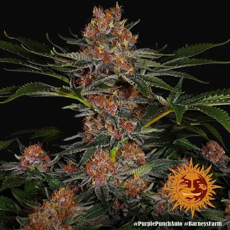 Purple Punch Auto — zdjęcie 3
