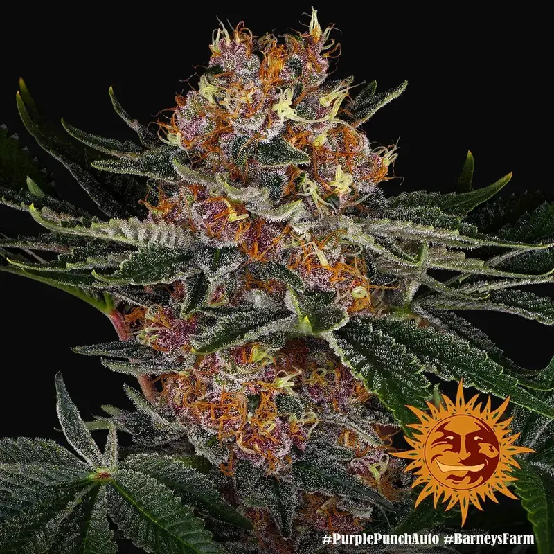 Purple Punch Auto — zdjęcie 2