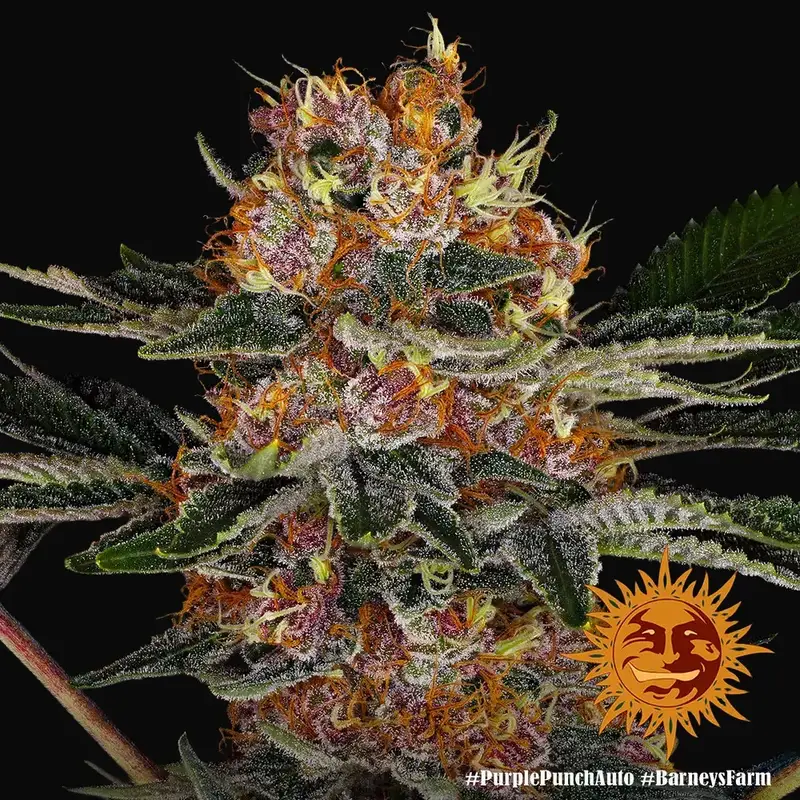Purple Punch Auto — zdjęcie 5