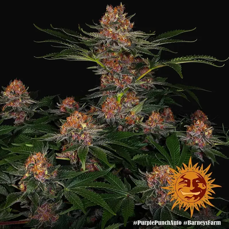 Purple Punch Auto — zdjęcie 4