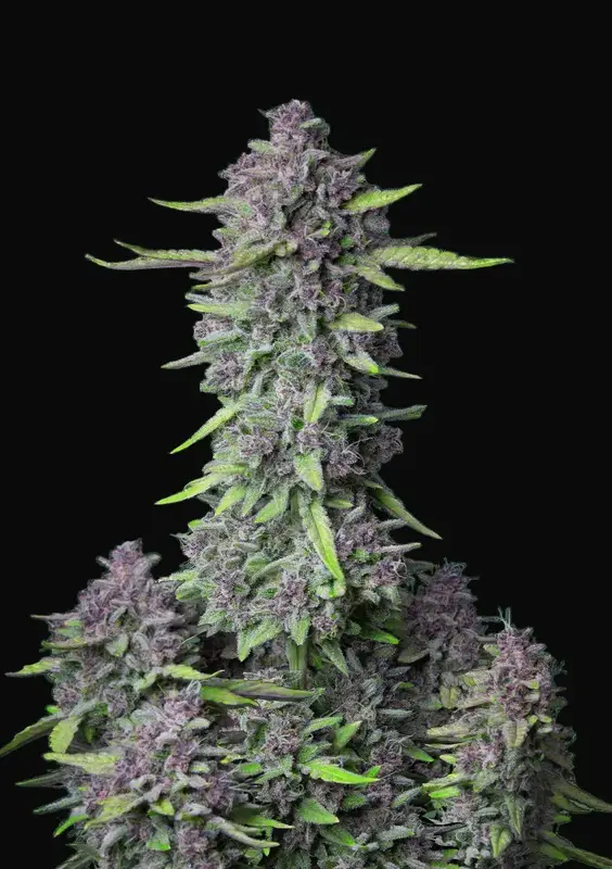 Purple Punch Auto