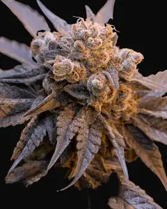 Purple Punch Auto