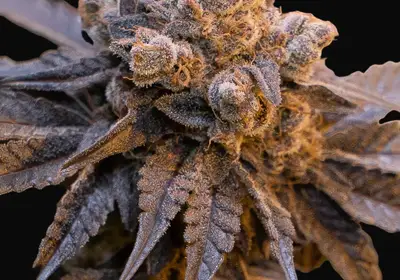Purple Punch Auto