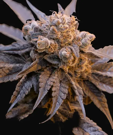 Purple Punch Auto