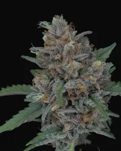 Purple Punch Auto